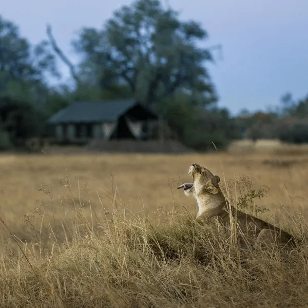 Okavango Delta