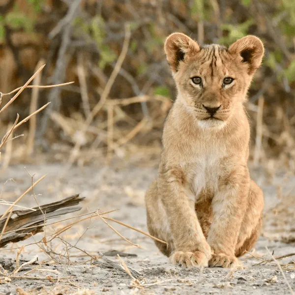 Chobe National Park