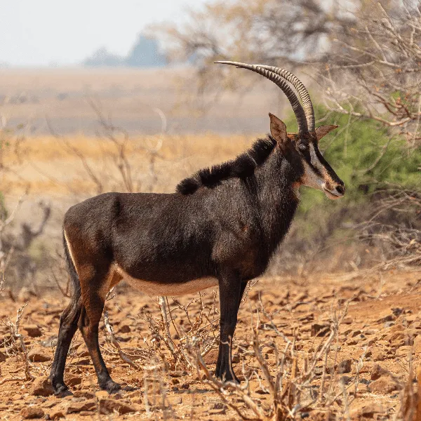 Chobe National Park
