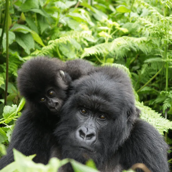 Singita Volcanoes Rwanda