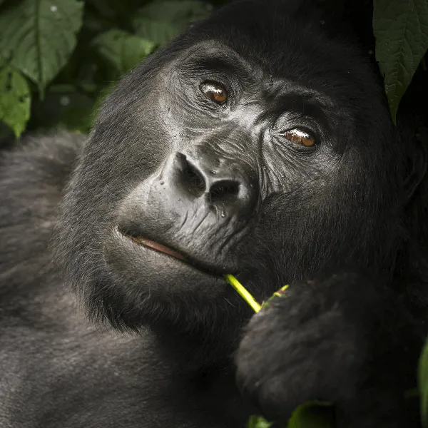 Buhoma Lodge Bwindi