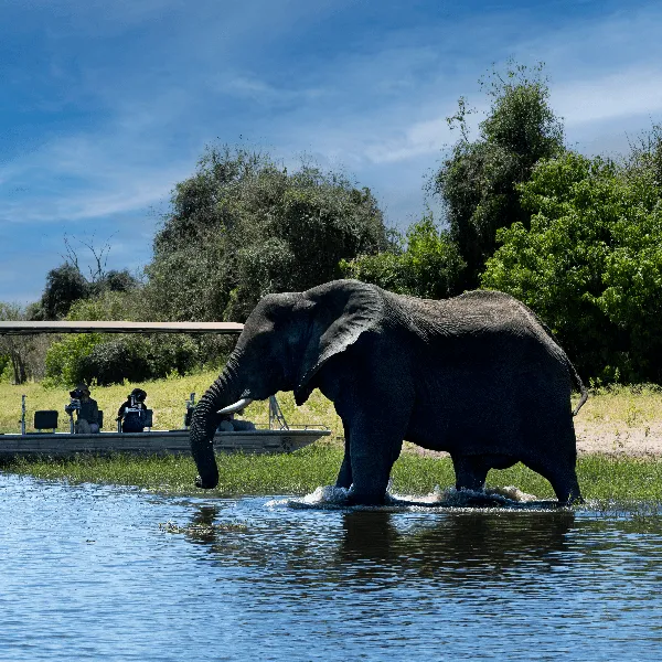Chobe Boat Trip with Elephant