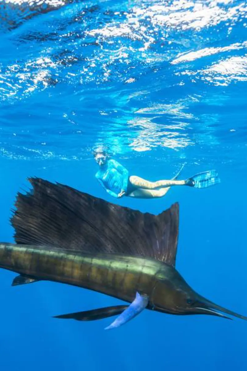Sail Fish Snorkeling in Alphonse Island
