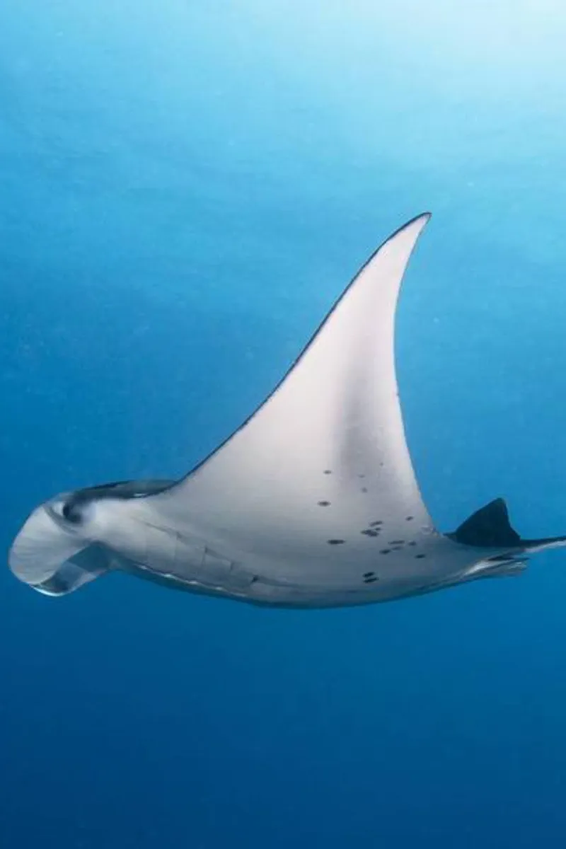 Manta Ray in Alphonse Island