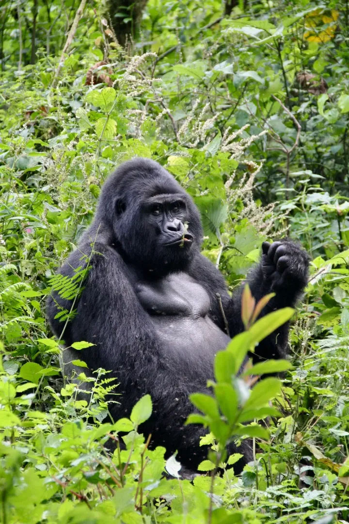 Gorilla Tracking in Bwindi Uganda