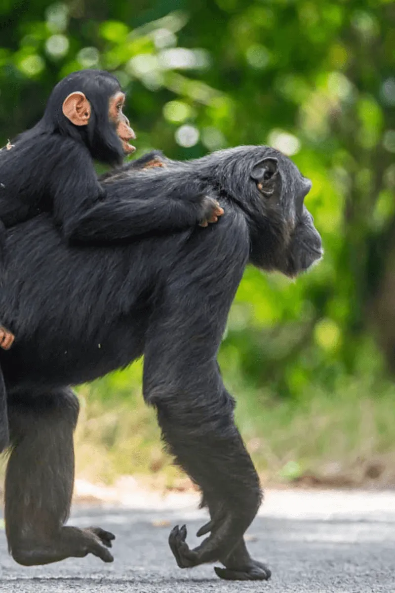 Chimpanzee in Kibale National Park