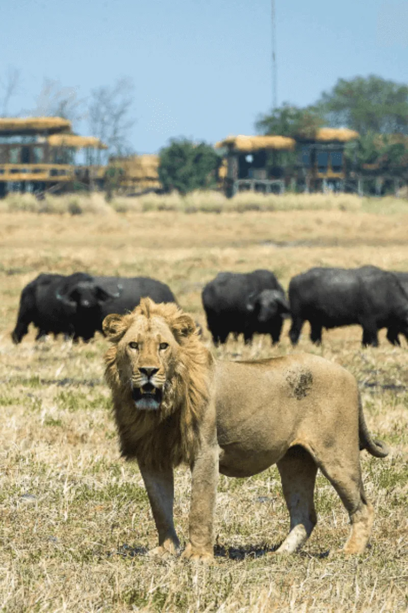 Wilderness Kafue