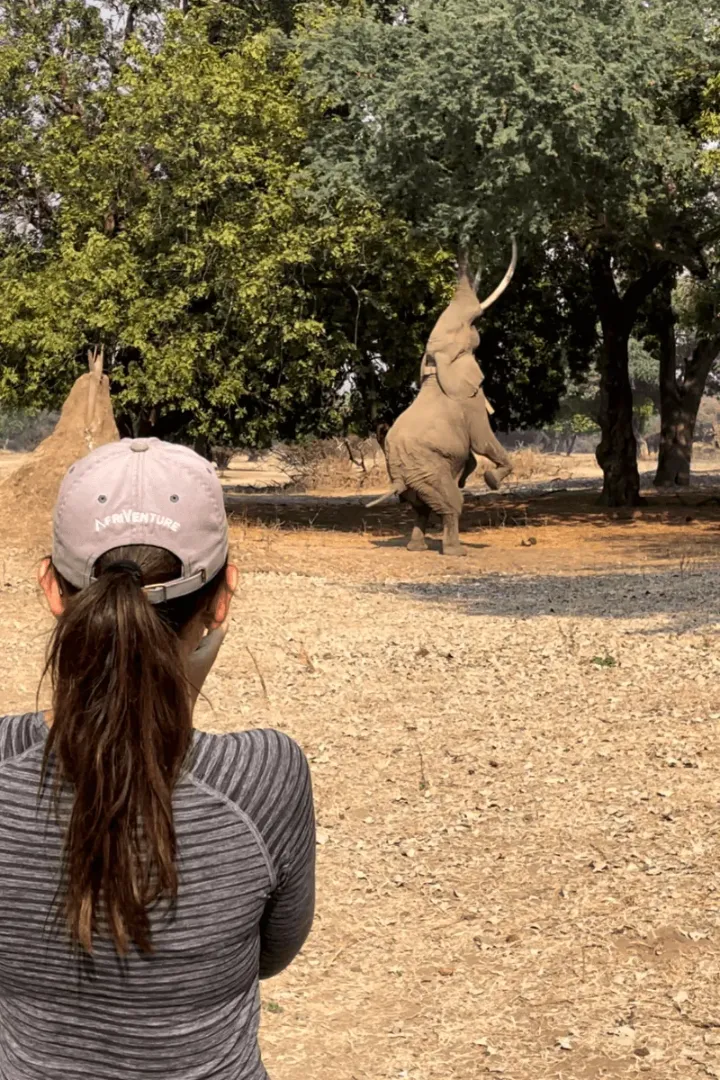 Walking Safari in Mana Pools with Boswell Elephant