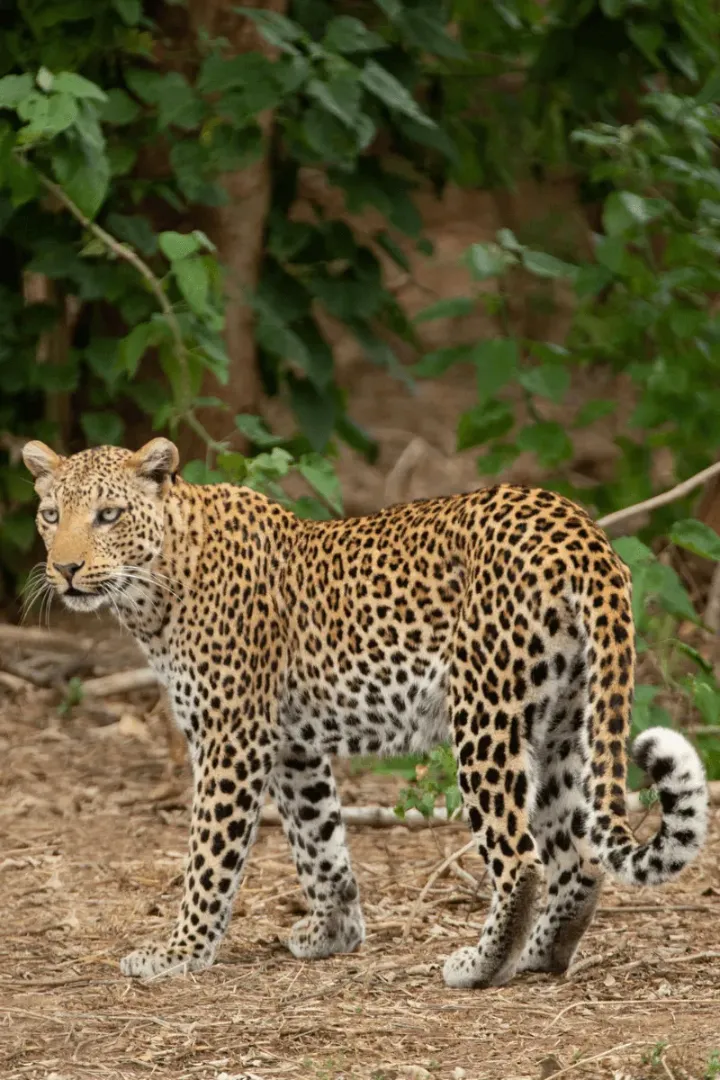 Anabezi Lower Zambezi Zambia