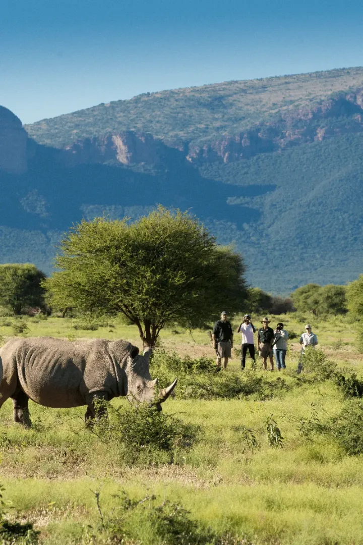 Walking Safari Rhino