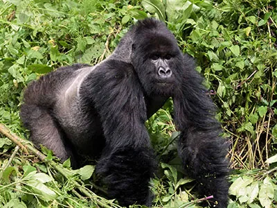 mountain-gorillas
