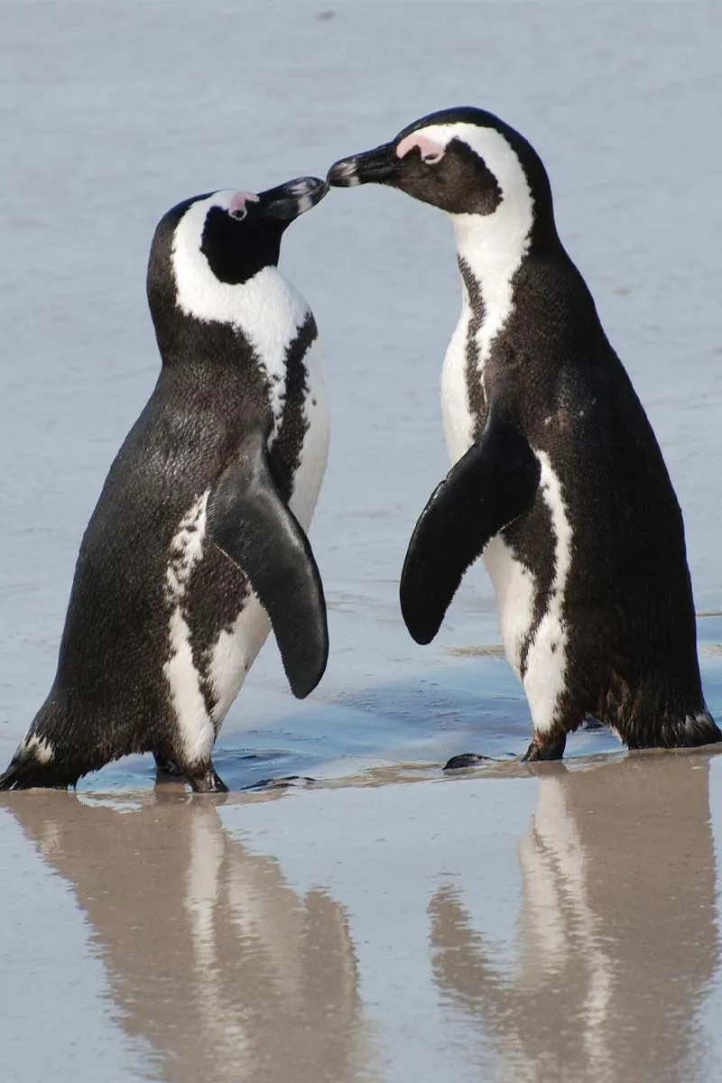 penguins on a beach
