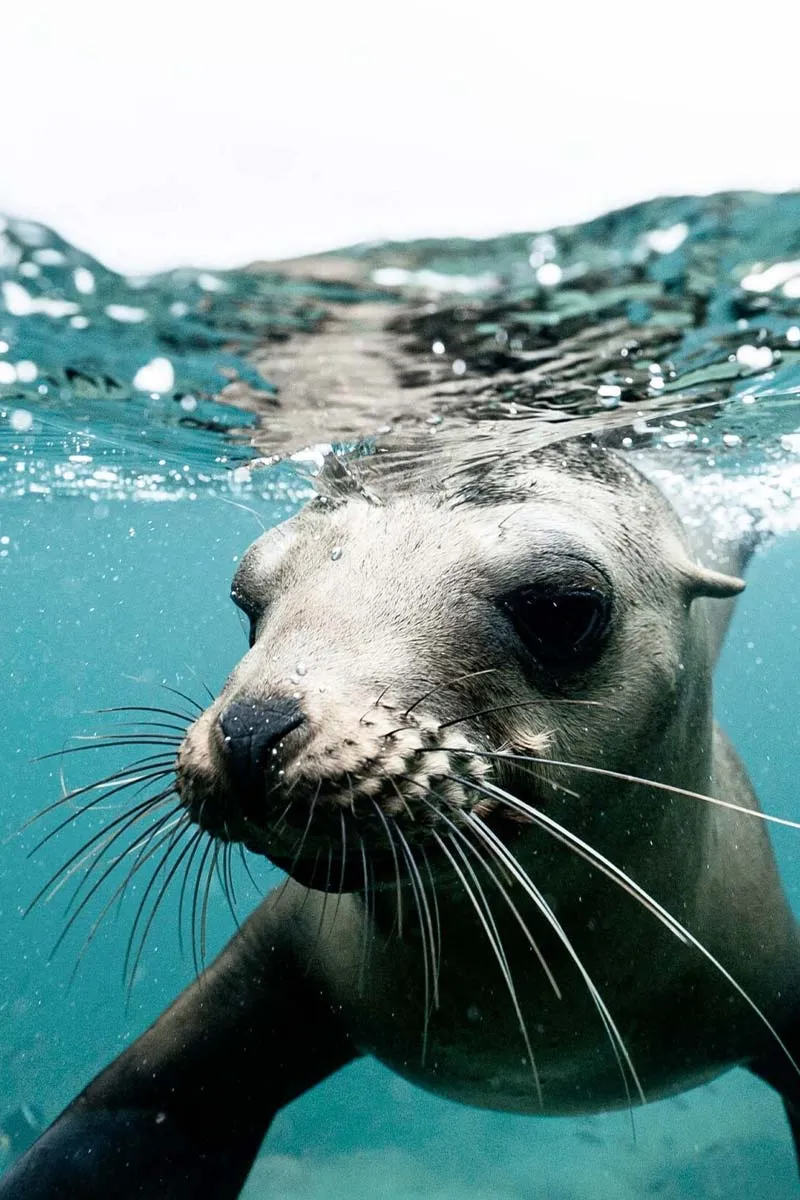 Close up to a seal in water