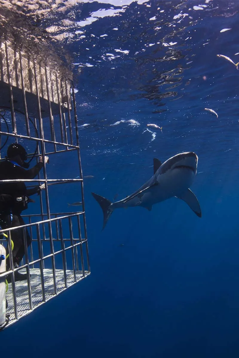 Cage diving with shark