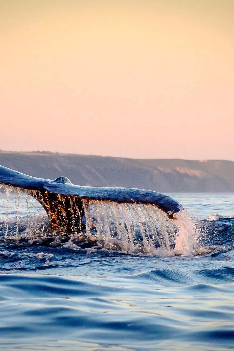Whale fin in water