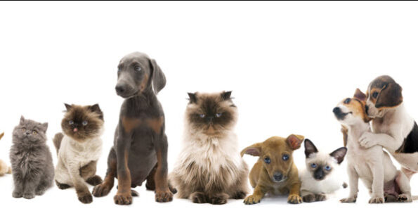 Pet insurance news