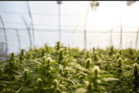 Massachusetts news about the Cannabis Control Commission (CCC)