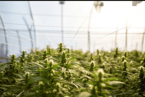 Massachusetts news about the Cannabis Control Commission (CCC)