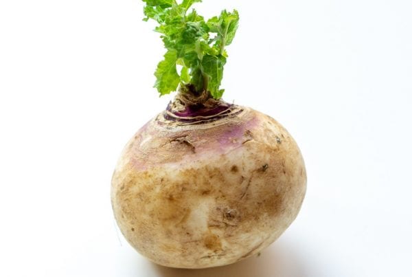 Turnip