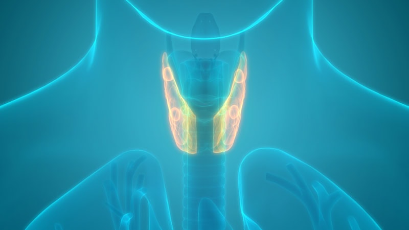 thyroid gland