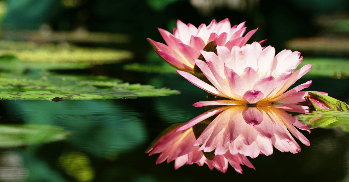 Beyond Needles: Cupping, Gua Sha, and Other Acupuncture Approaches