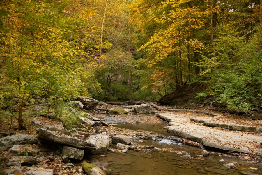 Wooded nature trail and creek representing personalized hormone therapy and wellness care in Indiana