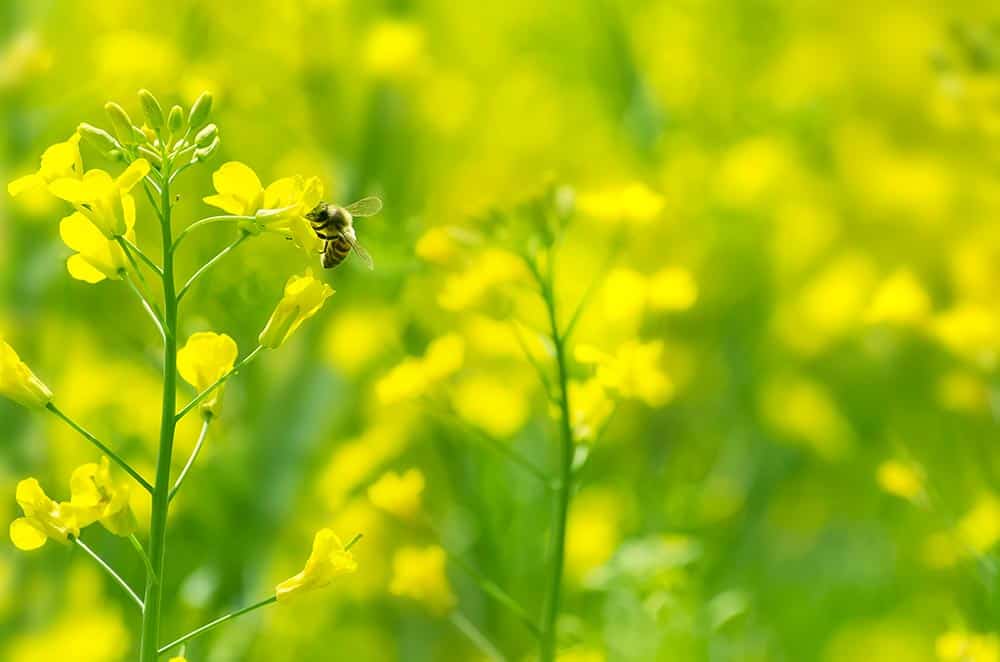 Allergy to bee and wasp stings