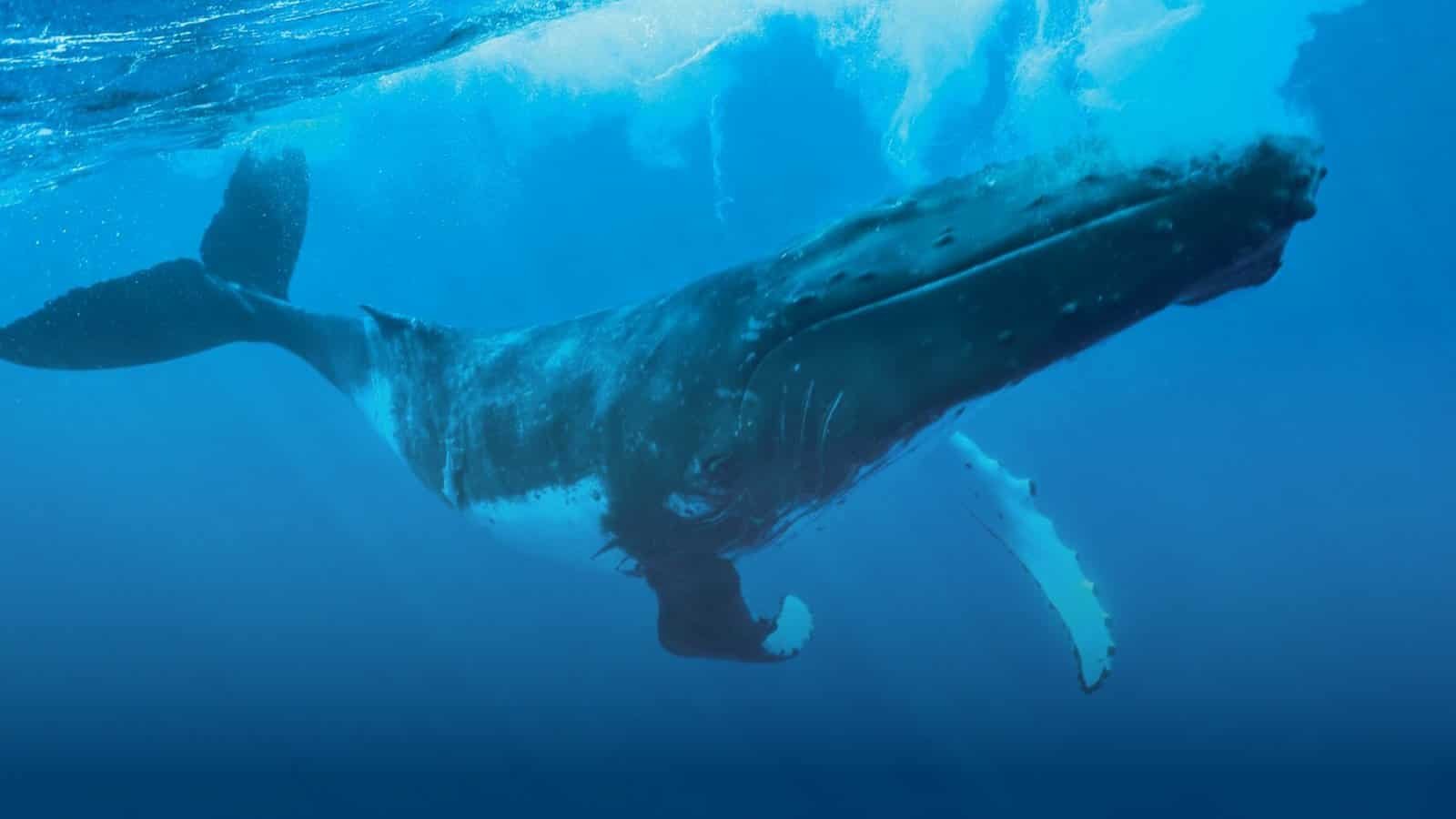 P1_11_Big_V1 © Grégoire Le Bacon