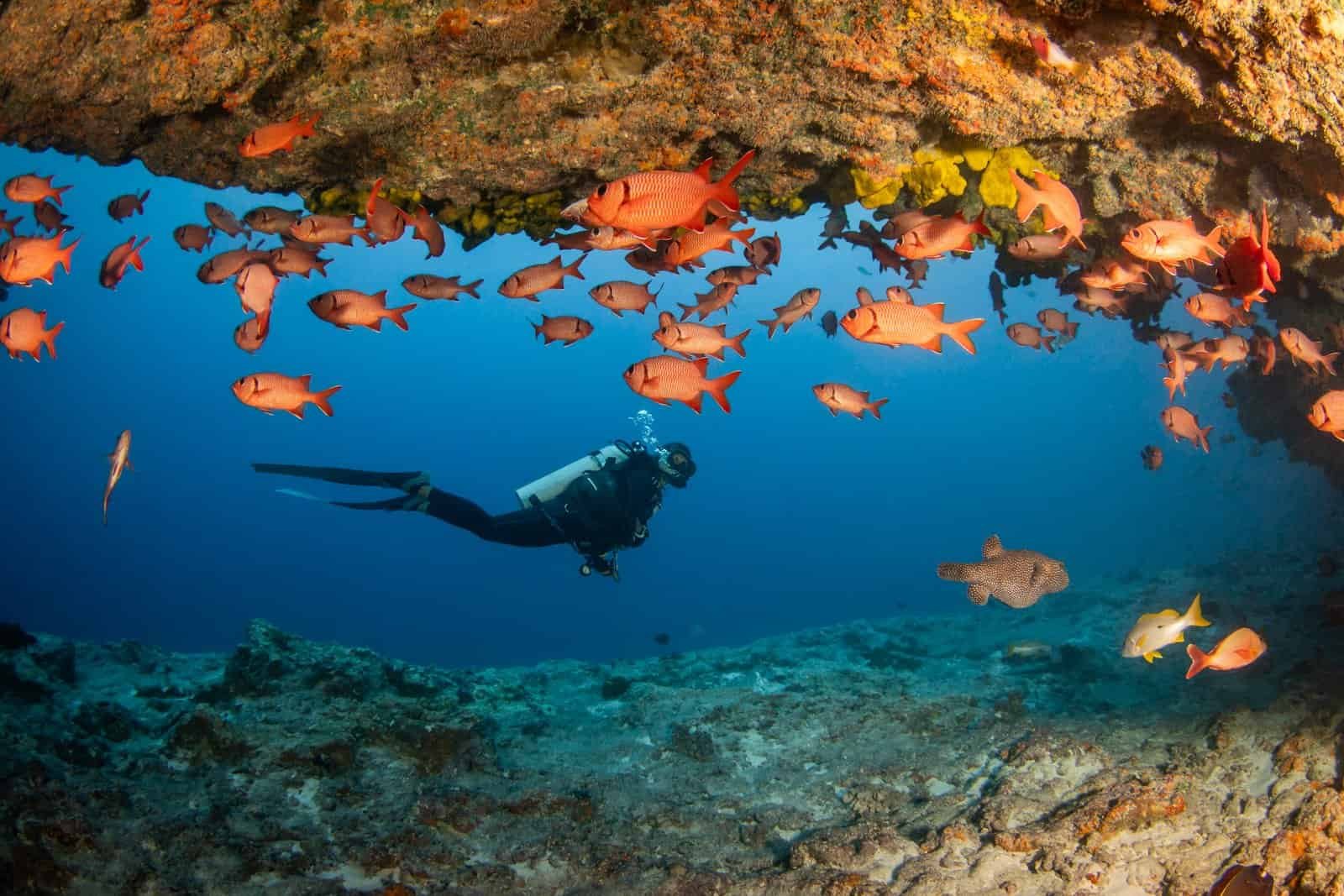 The must-see diving spots in French Polynesia