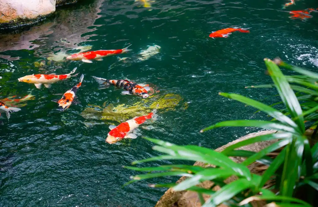 Fish-safe EPDM pond liner installation for backyard koi ponds and water gardens