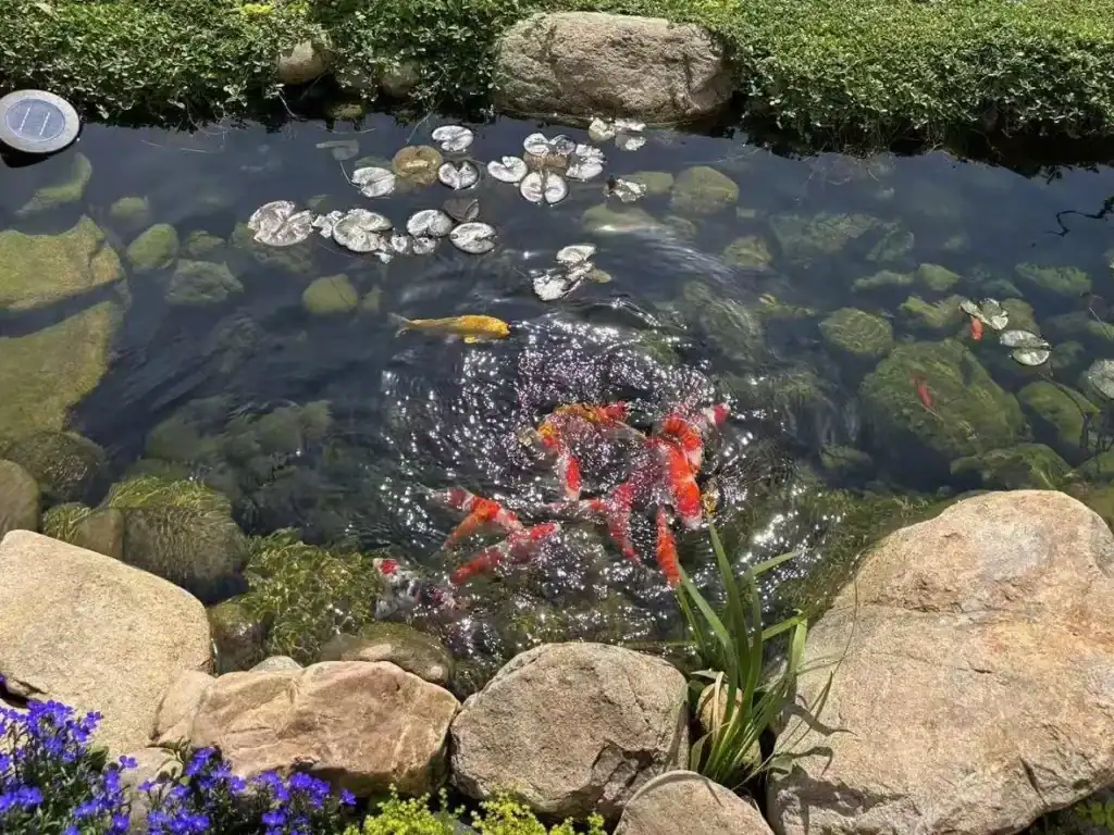 Flexible rubber pond liner conforming to natural rock shapes in a garden water feature