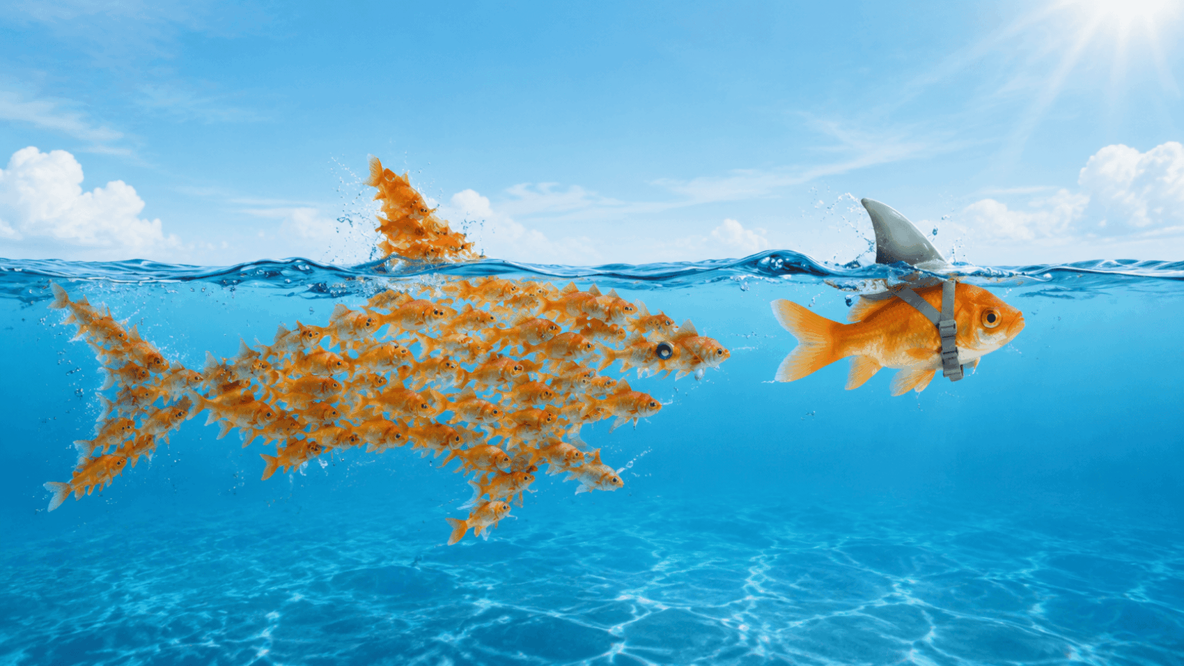 Shark Fish
