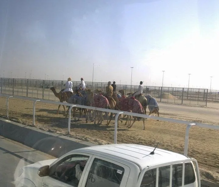 ميدان الشحانية لسباقات الهجن