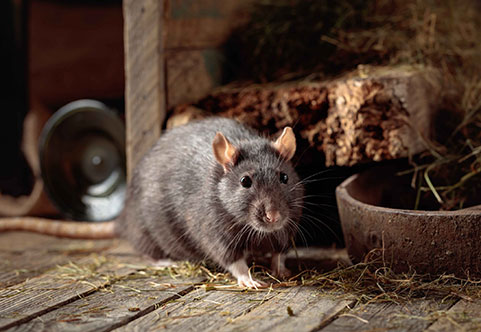 Commercial Rodent Control