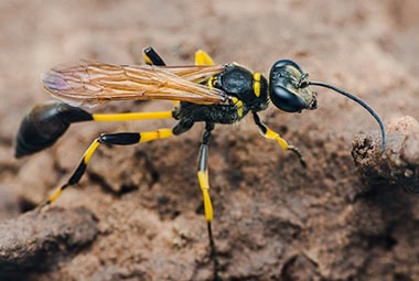 Mud Daubers
