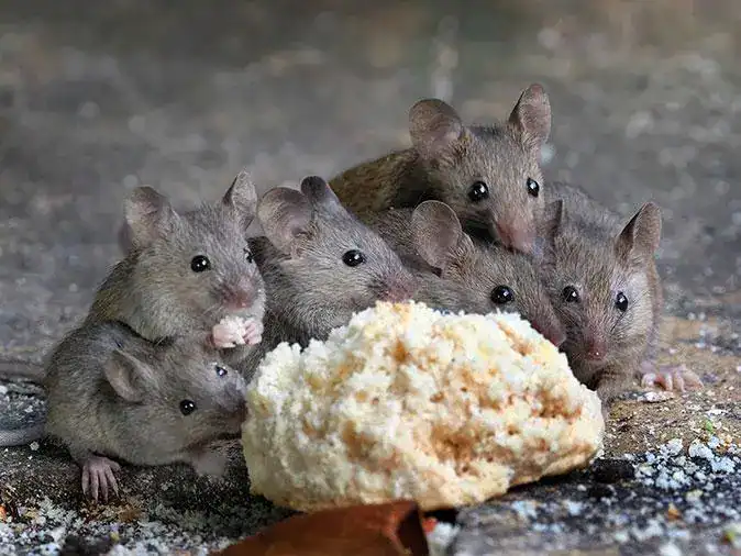 mice eating
