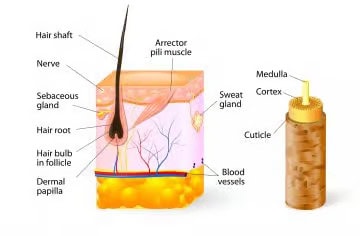 Healthy hair follicle and scalp illustration for hair transplant procedures at ASG Hair Transplant Centre.