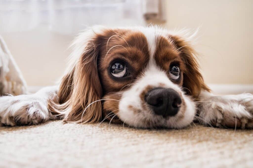 puppy, nature, pet