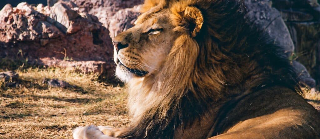 lion, animal, wild, mane, lazy, cat, feline, leo, wild animals, wildlife, nature, big, fur, head, pet, hunter, lion head, male, mammal, predator, roar, african, creature-1211424.jpg