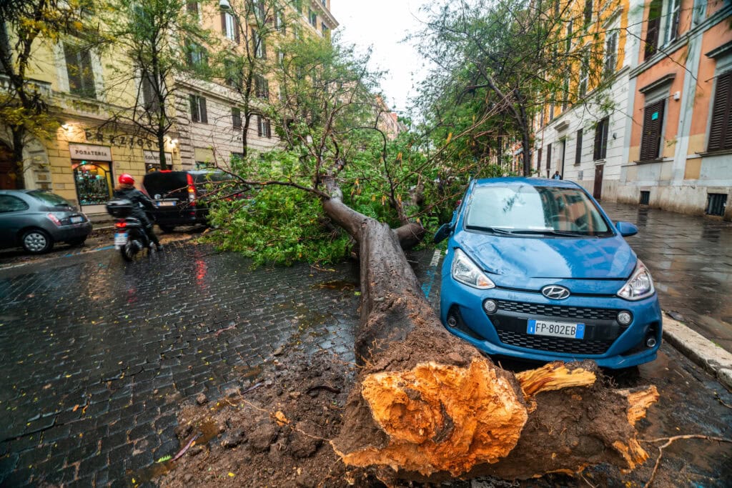 Spadený strom při bouřce