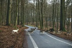 střet se zvěří
