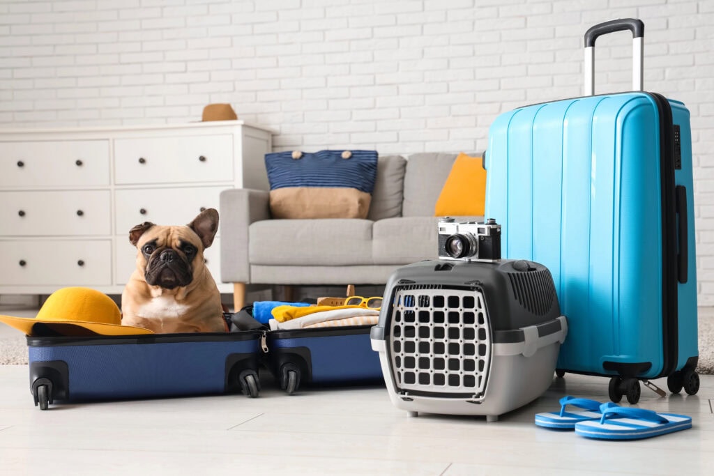 Cestování do zahraničí zvířata