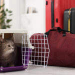 Cestování do zahraniční podmínky