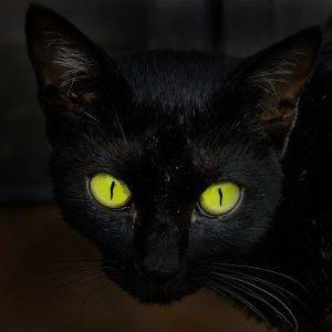 Neue Ransomware-Gruppe ALPHV - BlackCat Oiltanking