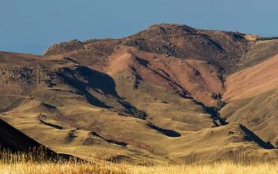 The Backyard Bugle – Vol 1 Issue 3 Autumn 2024