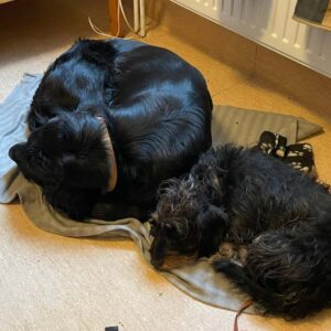 Sovende hunde