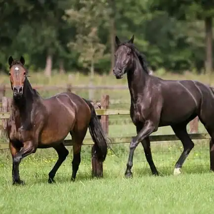 Hoeven paard