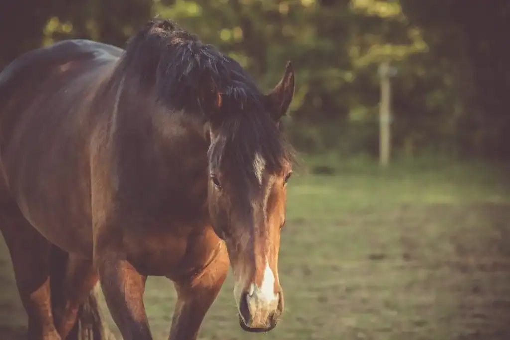 Paarden en vitamine D tekort