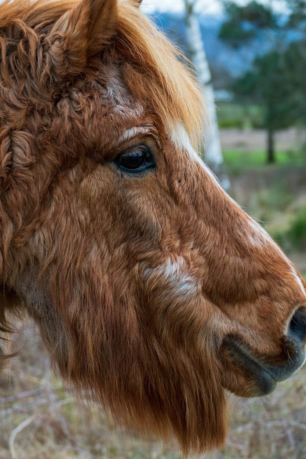 PPID Cushing paard