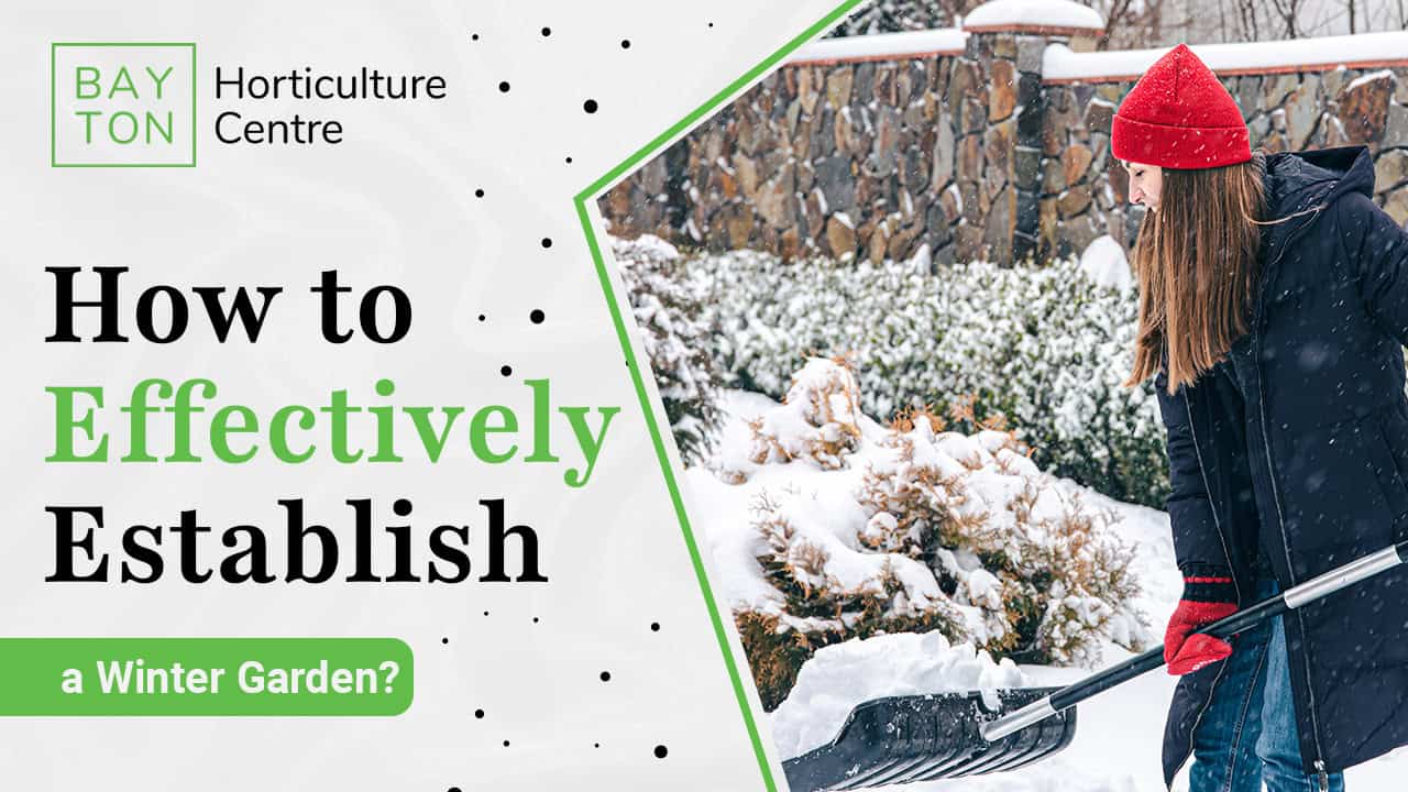 Winter Gardening: How to Plan and Grow Your Seasonal Garden